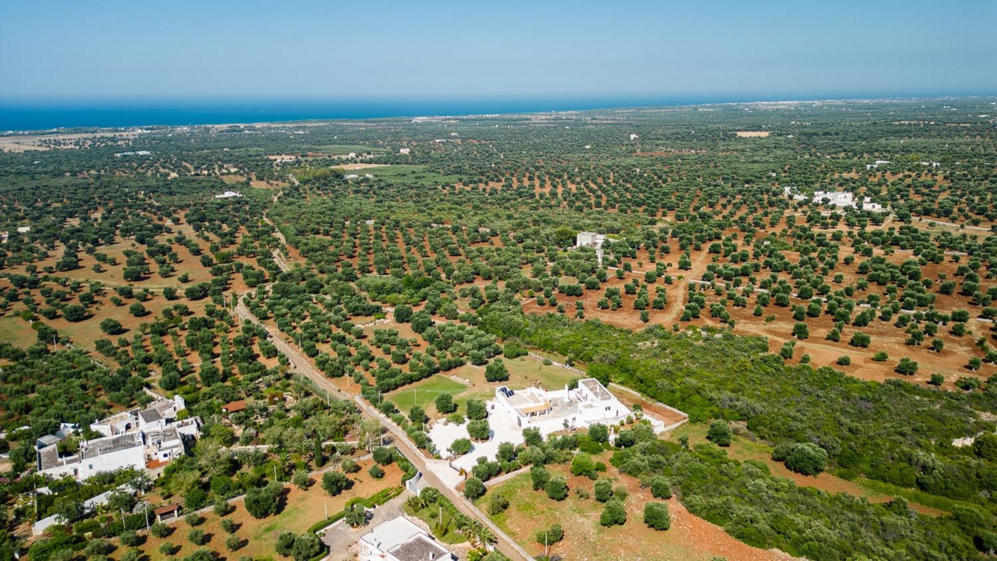 Masseria Abadia Uno Ostuni Ngoại thất bức ảnh